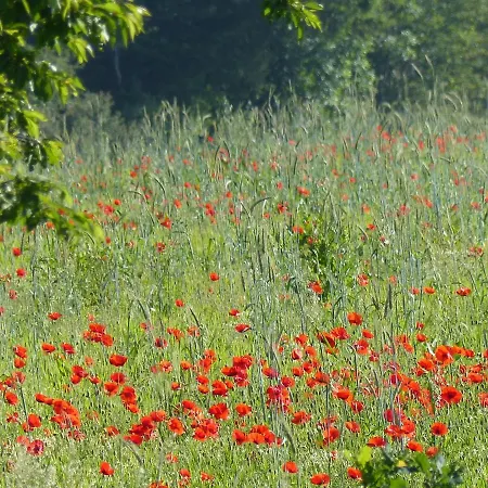Au Ptit Coquelicot Houyet