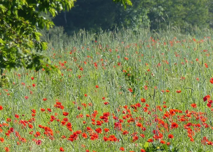 Au Ptit Coquelicot Houyet